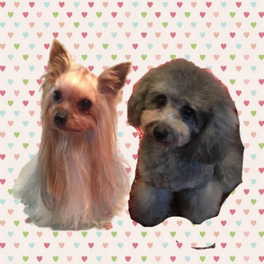 関西弁をしゃべる犬リズとピアノのチャンネルアイコン